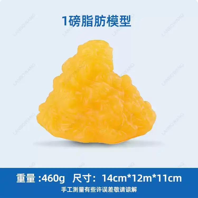 Human Muscle and Fat Replicas, - Nutrition Of Fitness 评论和价格